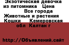 Экзотическая девочка из питомника › Цена ­ 25 000 - Все города Животные и растения » Кошки   . Кемеровская обл.,Калтан г.